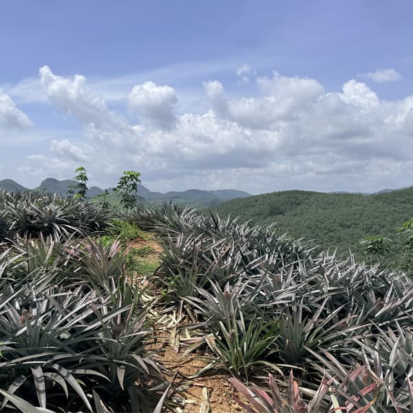 Pineapple, photograph 2