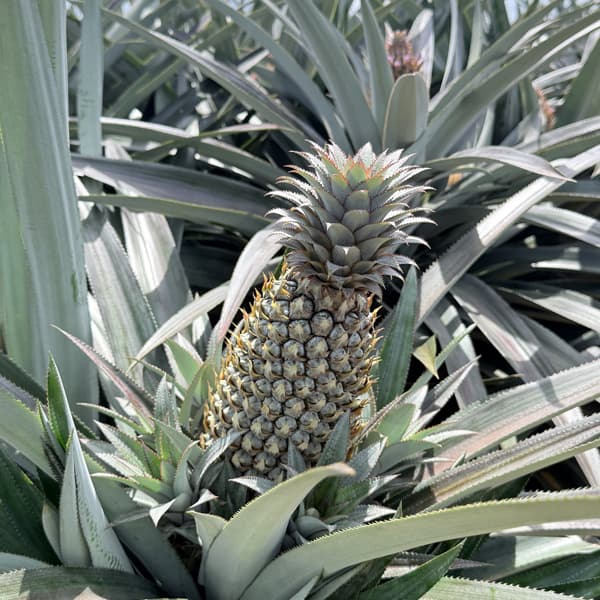 Pineapple, photograph 3
