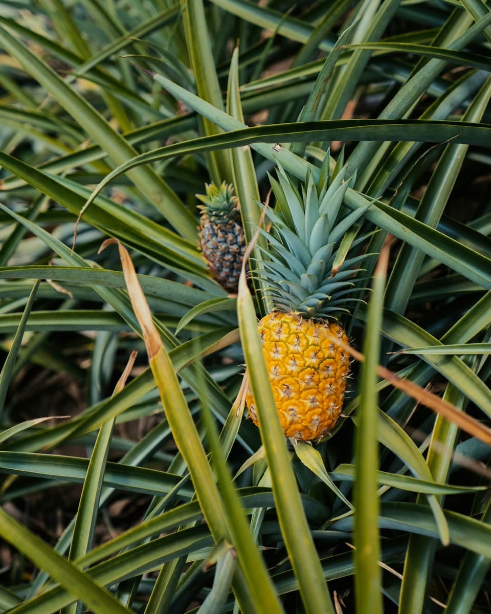 Freshly harvested Sri Lankan tropical fruit held in a farmer's hands