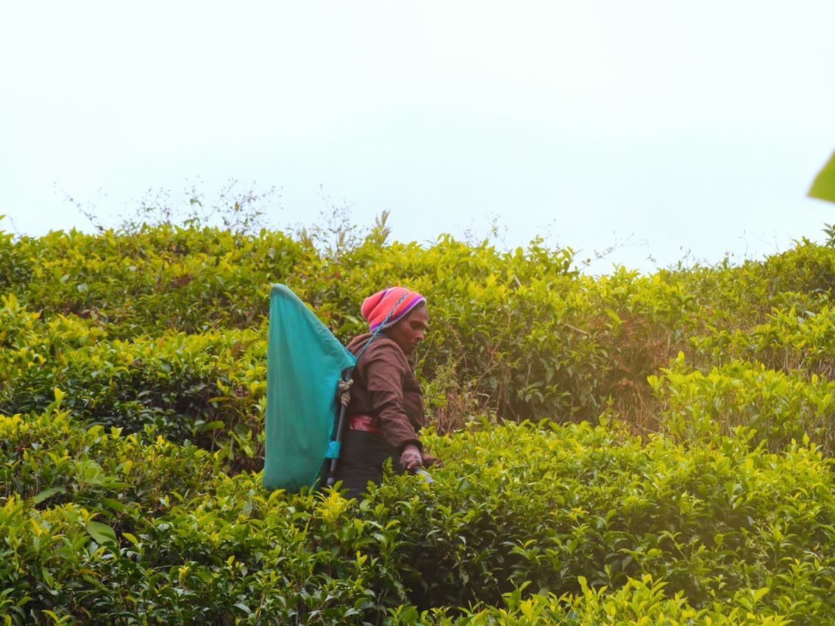 Smallholder farmers harvesting spices in Sri Lanka