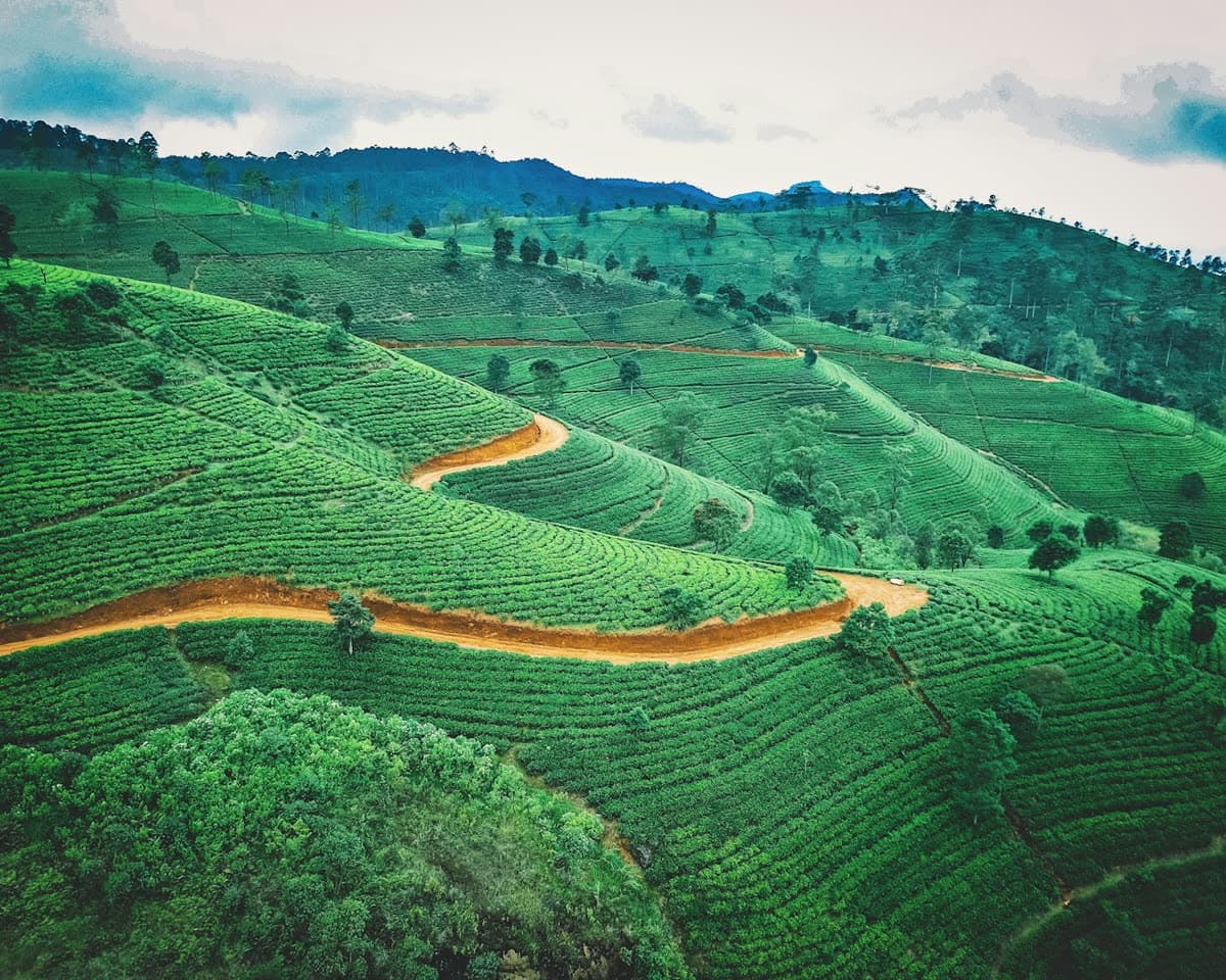 Terraced Sri Lankan hillside where spices and fruit are grown